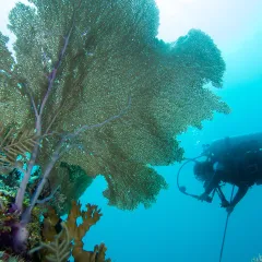 Diver in scuba gear near a sea fan, seen from below