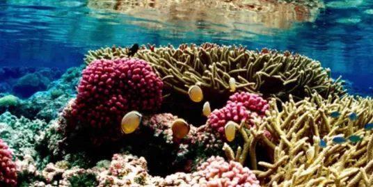 Play Date at NMNH: Colorful Corals