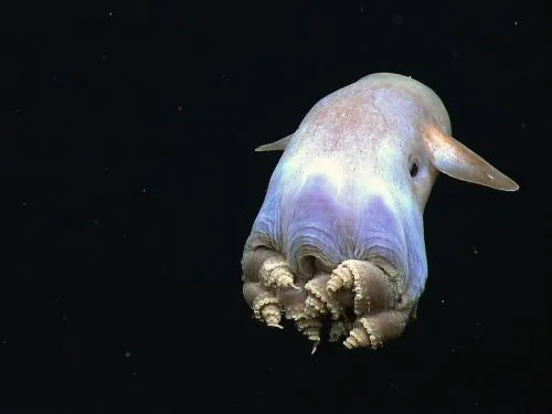 Smooth egg-shaped creature with fins near the eyes a front and folded tentacles behind.