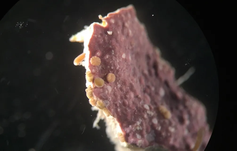 A pinkish substance covers a hard surface on which several tan-colored coral larvae have affixed themselves.
