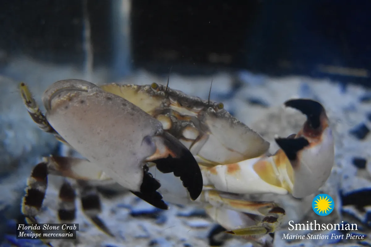 Stone Crab